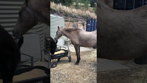 A quick view of Arthur the rescue horse