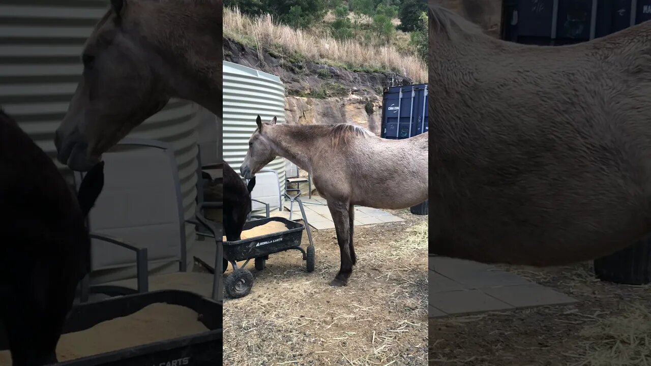 A quick view of Arthur the rescue horse