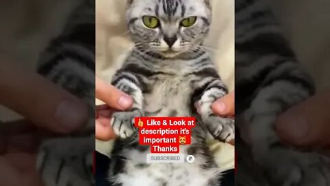 cute cat videos 😹 funny videos 😂1016😻 #shorts #cat #catvideos #fun #catsproducts #funnycatsvideos