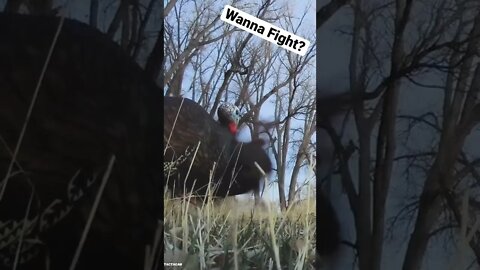Gobbler Fight - Turkey Huntin’ Land | Outdoor Jack