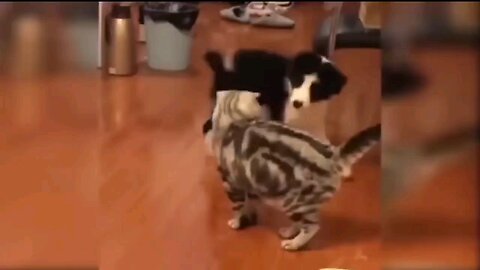 "Charm Unleashed: Viral Cuteness Overload with Adorable Cats on Rumble!" 🐾✨ | Cute cat Vs Dog 🐶