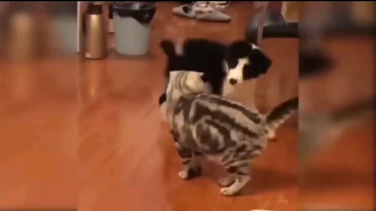 "Charm Unleashed: Viral Cuteness Overload with Adorable Cats on Rumble!" 🐾✨ | Cute cat Vs Dog 🐶