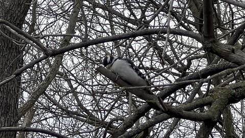 Downy Woodpecker pecking away