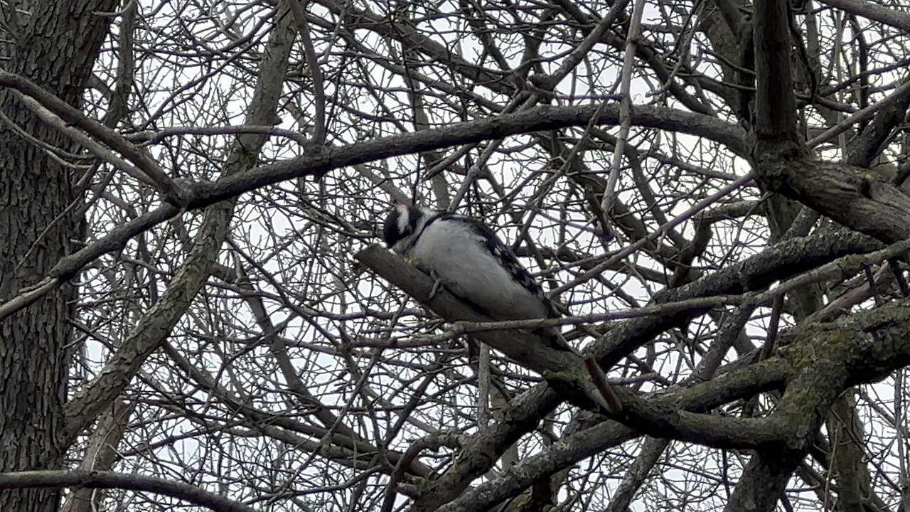 Downy Woodpecker pecking away