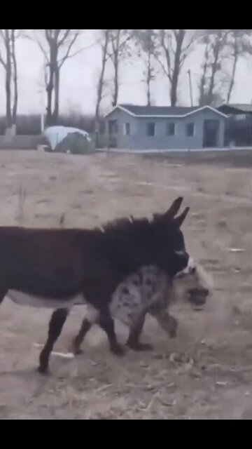 DONKEY🫏FIGHTS HUGE HYENA🐺💫