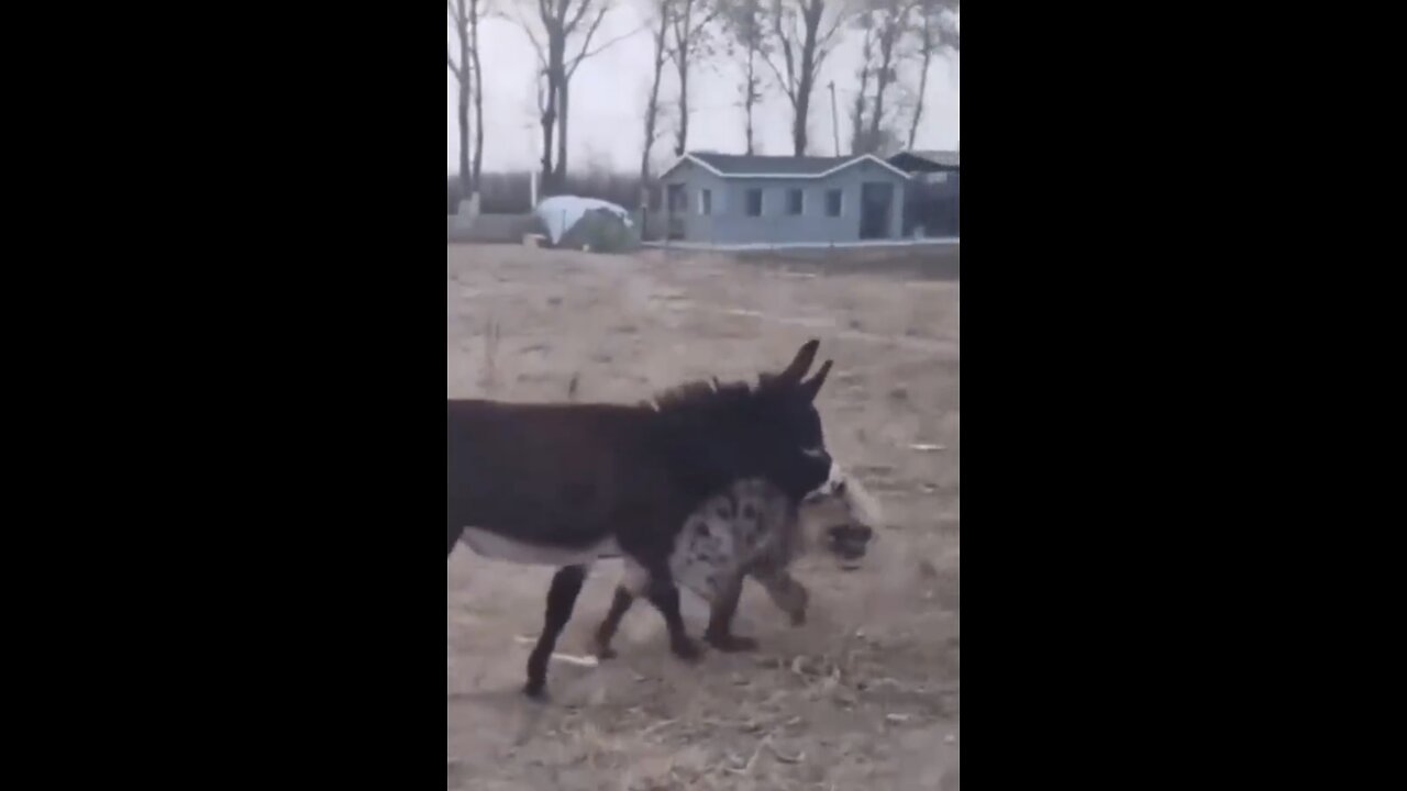 DONKEY🫏FIGHTS HUGE HYENA🐺💫
