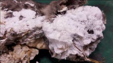 It was difficult to recognize an animal in this lump