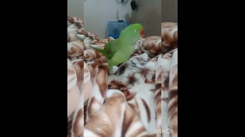Lovely parrot