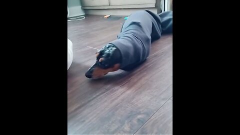 FUNNY DOG compilation