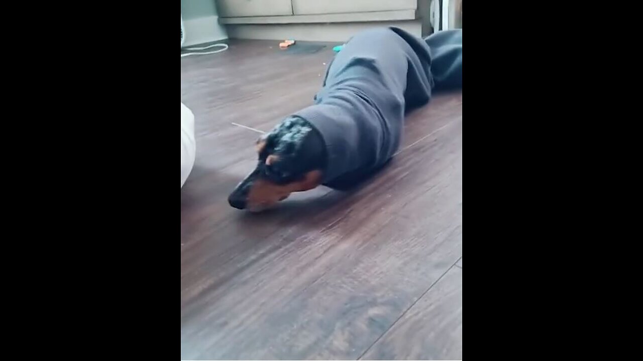 FUNNY DOG compilation