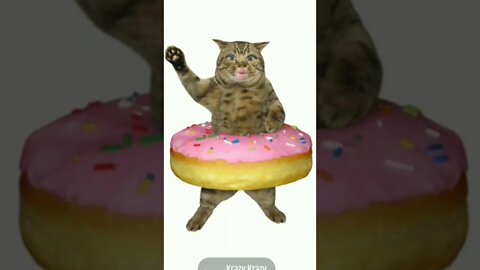 Funny cat