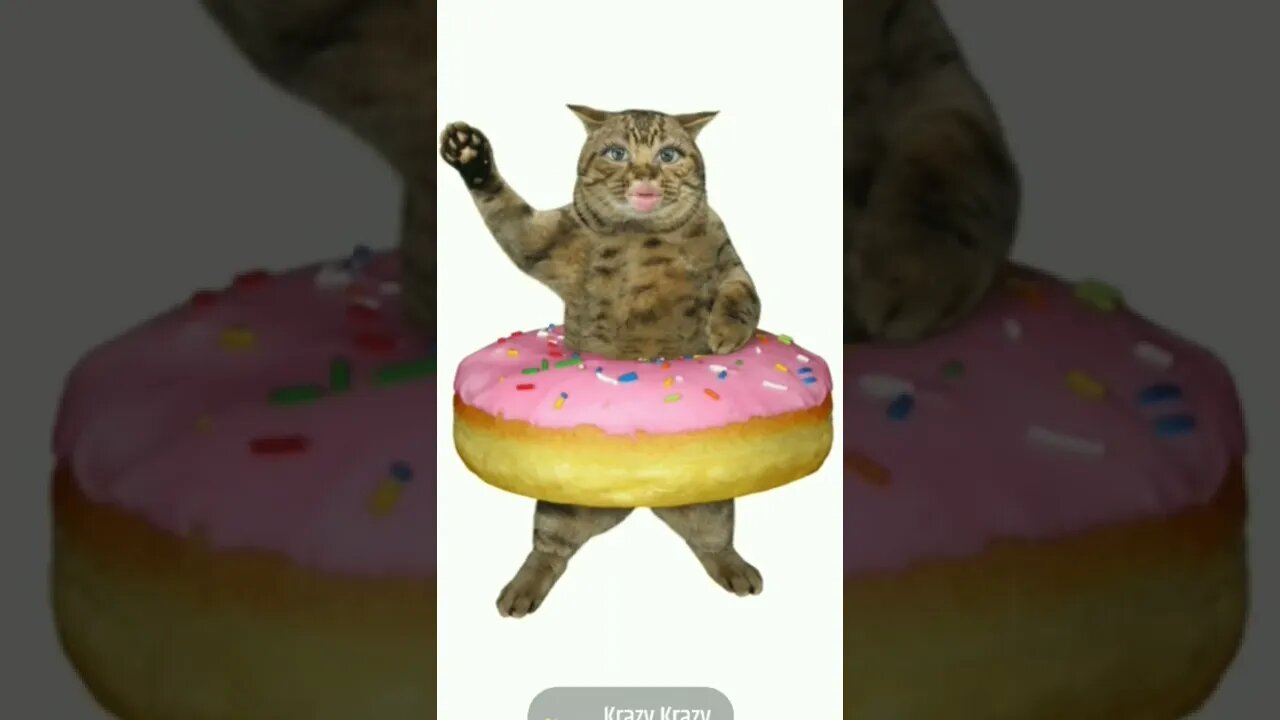 Funny cat