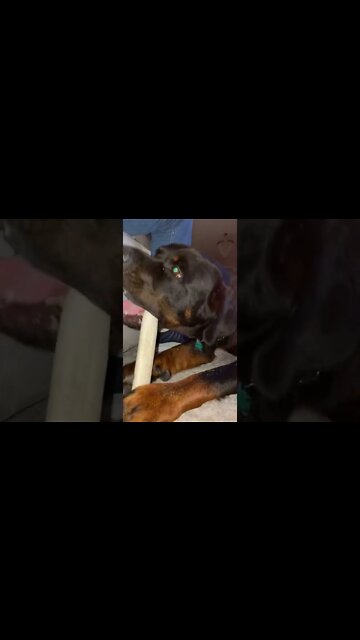 Rottweiler chewing on raw hide stick.