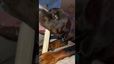 Rottweiler chewing on raw hide stick.