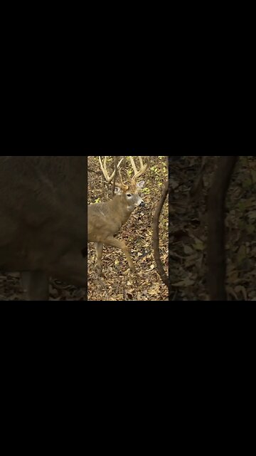 The episode you have all been waiting for.... State Record 183" 8 Point!! #bowhunter #hunting