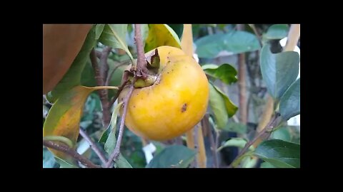 Frutíferas produzindo em vaso cereja de joinville jabuticaba olho de boi fruto do milagre bacupari