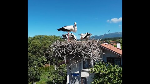 stork town