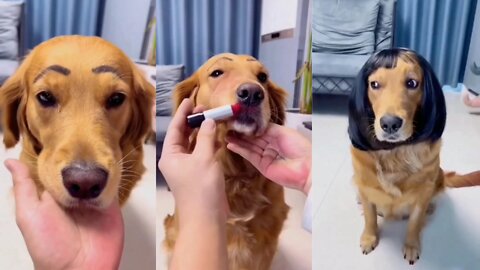 Funny dog makeup video