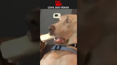 cachorro apavorado 😂😂😂