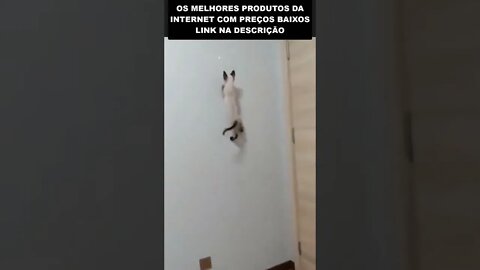 o gato que foi picado por uma aranha