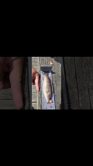 Big Bergal at Pier 😍