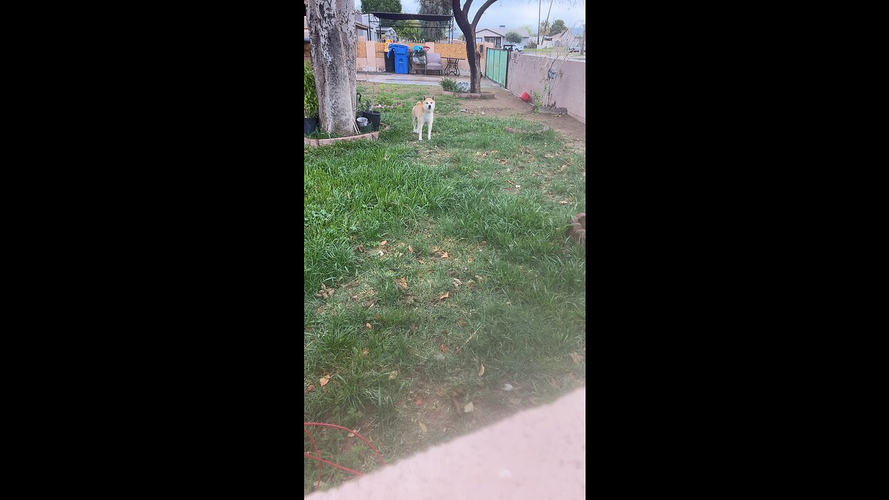 What kind of dog is this?