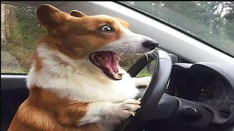 Funny Animals- - Best Of The 2023 Funny Animal Videos