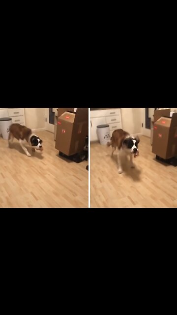 Big doggy enthusiastically fetches forgotten toy