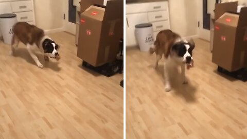 Big doggy enthusiastically fetches forgotten toy