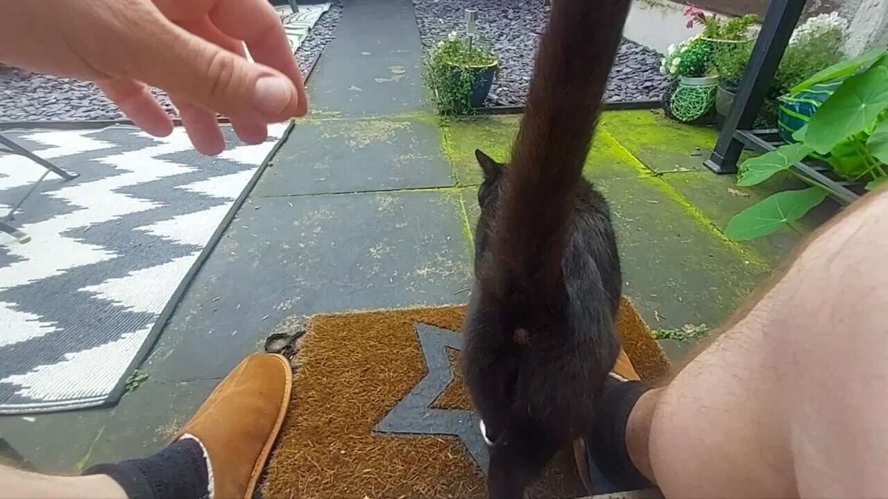 Morning time cat 🐈