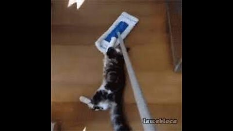 Funny Cat and Dog Videos Compilation / Funny Cat Reaction Videos - Try Not To Laugh | Super Dog 2022