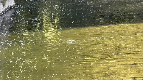 Cormorant landed another nice sized fish
