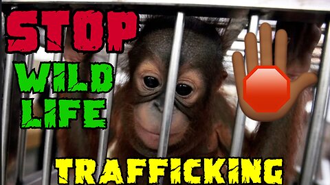 STOP WILD LIFE TRAFFICKING | ZOO ADVENTURE ( PART 2 ) | JOURNEY TO ZIN | EPISODE