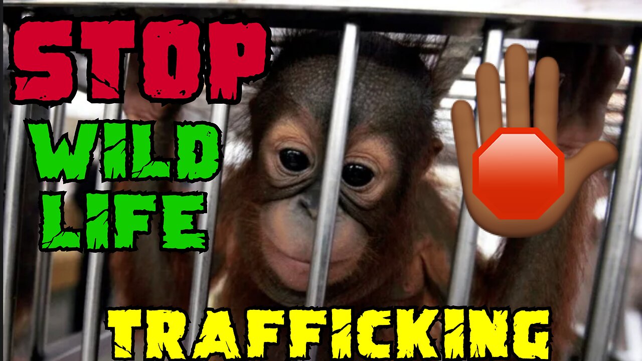 STOP WILD LIFE TRAFFICKING | ZOO ADVENTURE ( PART 2 ) | JOURNEY TO ZIN | EPISODE