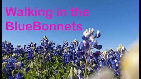 Walking through the Bluebonnets