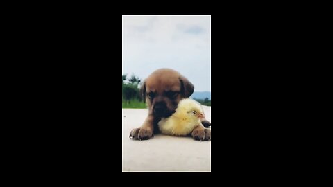 sleeping dog video love bird 😍beautiful moment#