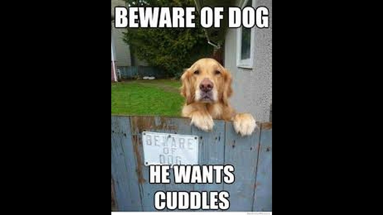 Compilation of Funny Animals - You watch videos #fun #laught