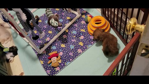 O Litter - The Past Few Days(5)