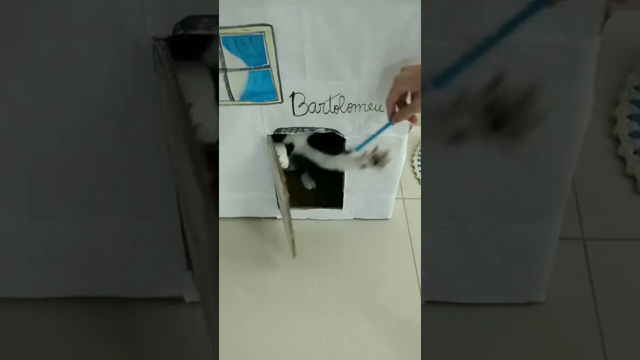 Gato Bartolomeu Tunico brincando na sua casa😺😺