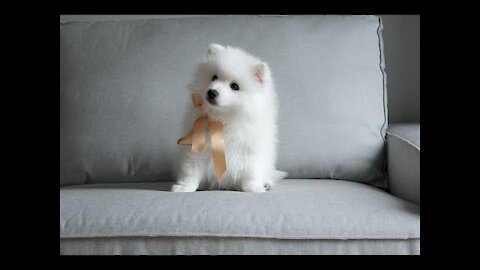 Cute Kitten Funny Videos 😍| Best Funny Puppy videos # 66 ​| #Shorts | Funny Animals |Cute Animals TV
