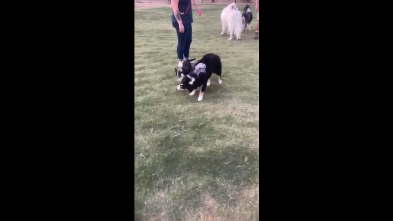 Brady and Rocksas