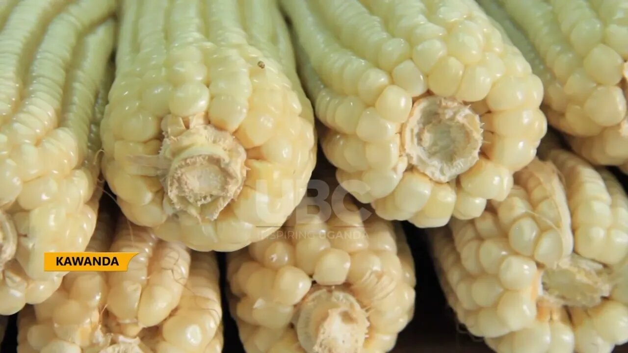 NARO RELEASES NEW MAIZE, POTATO AND RICE VARIETIES