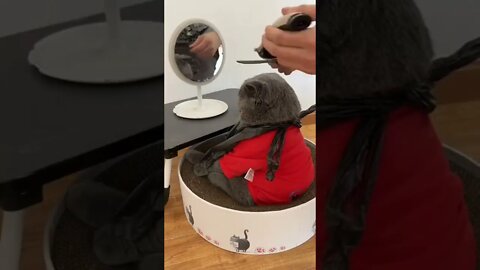 Good boy getting a haircut