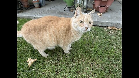 Zeus! Our Neighborhood Cat