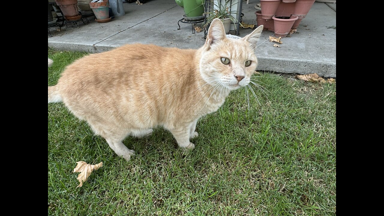 Zeus! Our Neighborhood Cat
