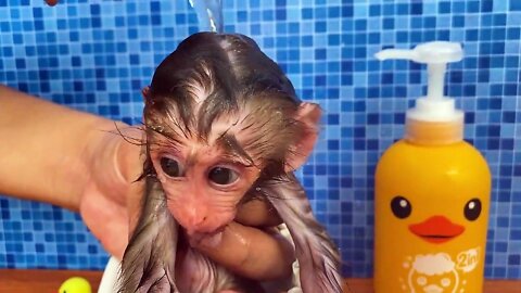 Baby monkey Bon Bon bath in the bathtub and playing with the puppy So cute_1080p