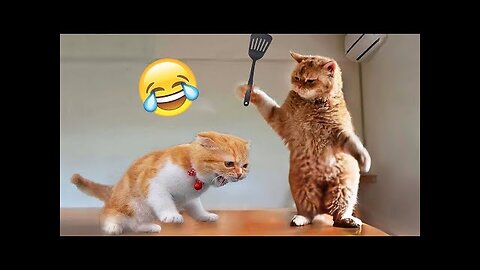 Best Funny Animal Videos of the year funniest animals ever. relax with cute animals video