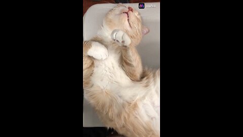 funny cat sleeping