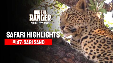 Safari Highlights #147: 05 - 09 June 2012 | Sabi Sand Nature Reserve | Latest Wildlife Sightings