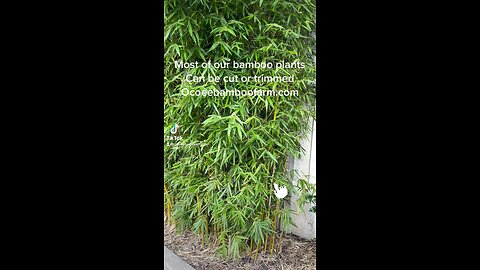 Can Bamboo Plants Be Trimmed?